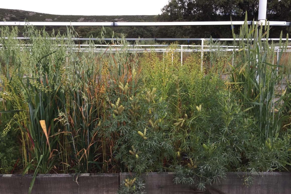 In this Bachelor thesis at ETH Zurich (Switzerland), weed pressure was assessed along a crop diversity gradient